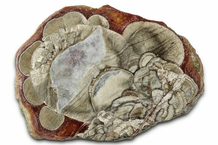 Polished Mushroom Jasper Section - Arizona #334873
